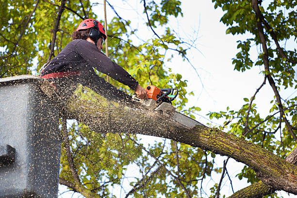 Professional Tree Services in Glendale, CO